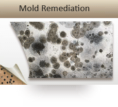 Mold Remediation